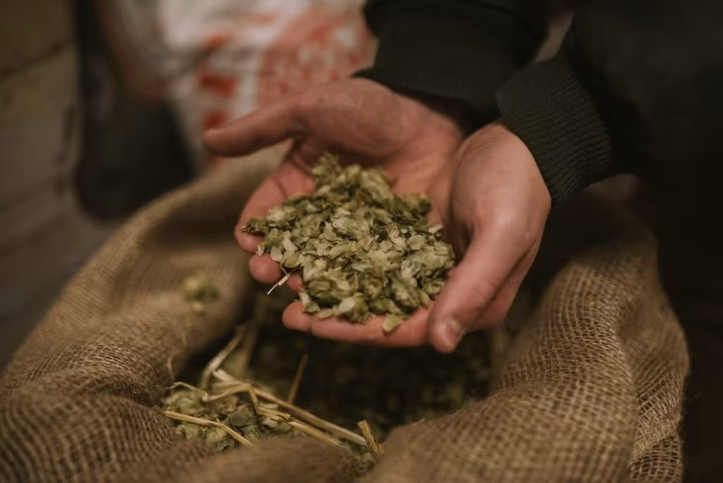 Hopfen im Braukurs der Brauerei Michael