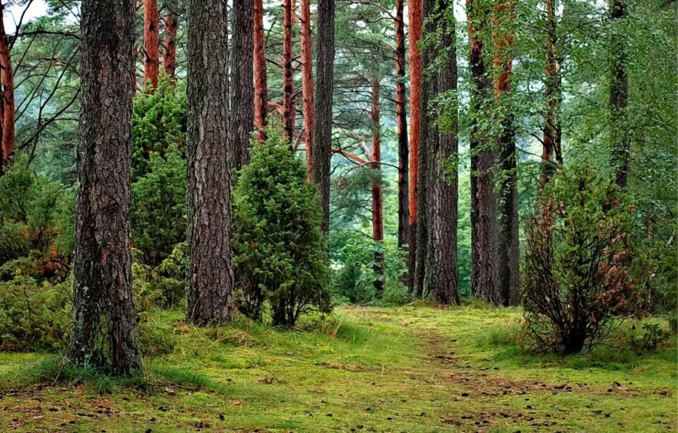 Eine üppige Waldlandschaft im Forst Weißenstadt mit hohen Kiefern, grünem Moos, das den Boden bedeckt, und dichtem Gebüsch. Sonnenlicht fällt durch die Äste und schafft einen ruhigen, natürlichen Weg durch den Wald.