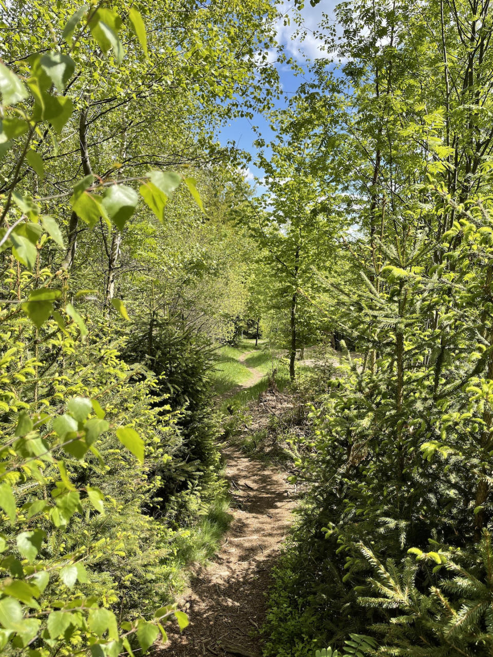 Waldpfad im Frühling auf dem Runderwanderweg 1 zum Großen Waldstein