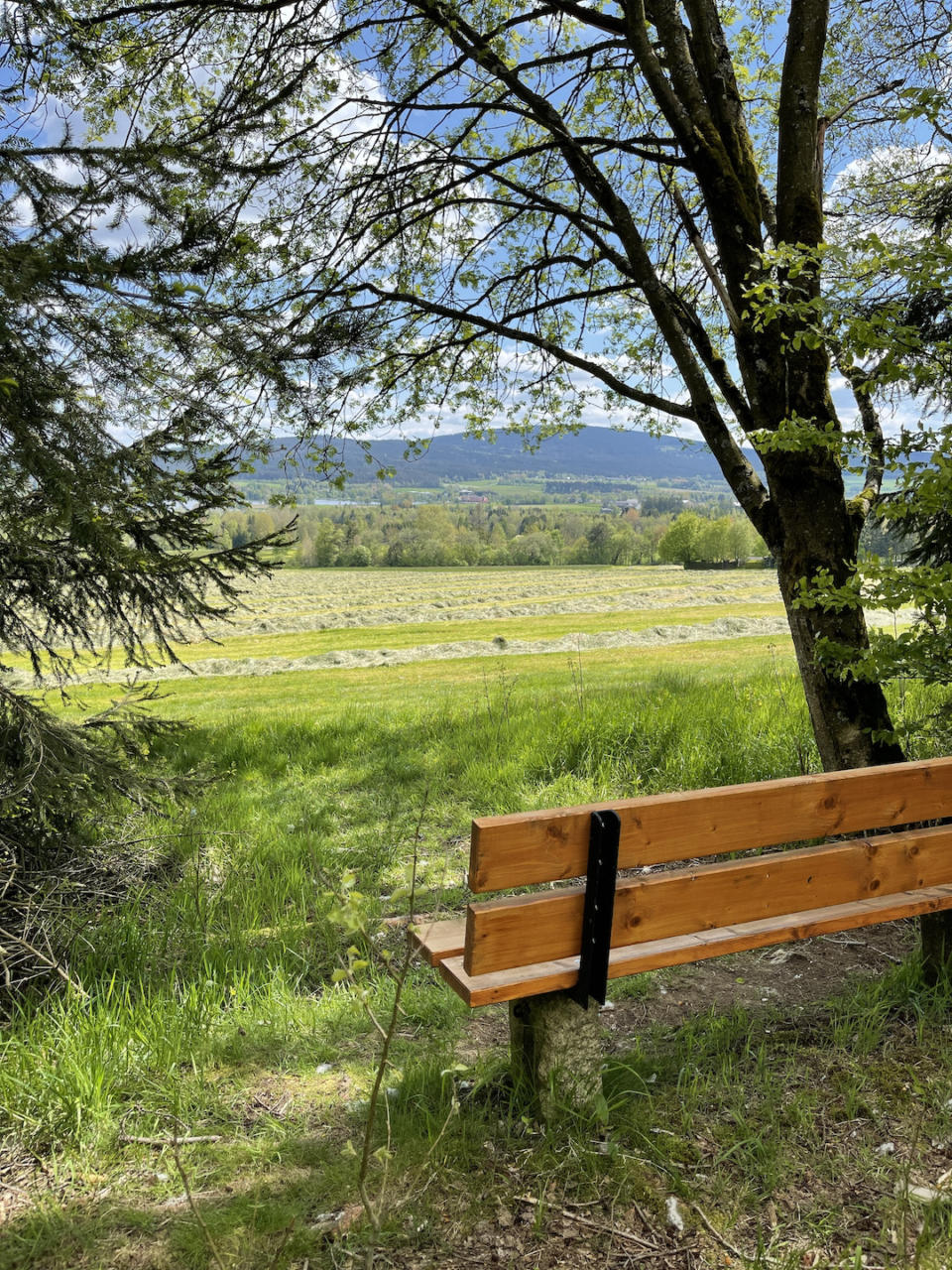 Bank in der Natur mit Sicht auf den Weißenstädter See auf dem Rundwanderweg 1 zum Großen Waldstein