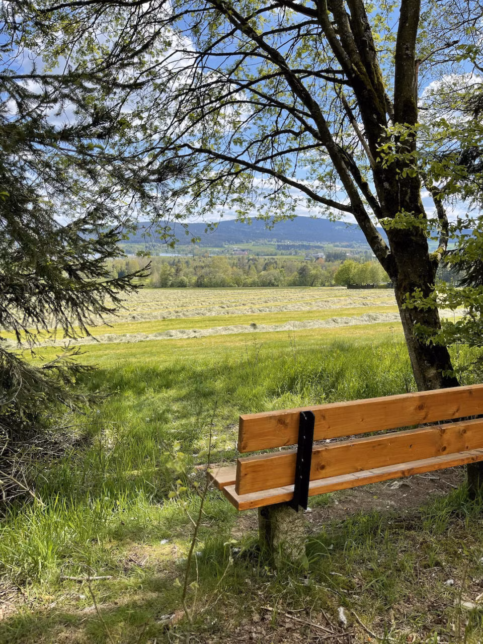 Bank in der Natur mit Sicht auf den Weißenstädter See auf dem Rundwanderweg 1 zum Großen Waldstein