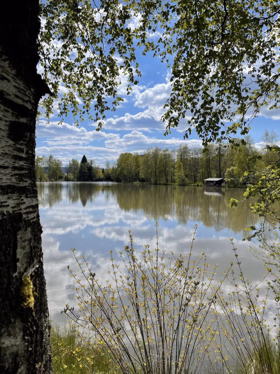 Fischweiher am Campingplatz