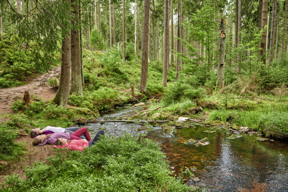 Wald-Gesundheitstraining im Fichtelgebirge