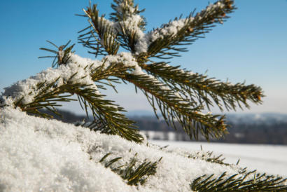 Traditioneller Christbaumverkauf der Fa. Martin