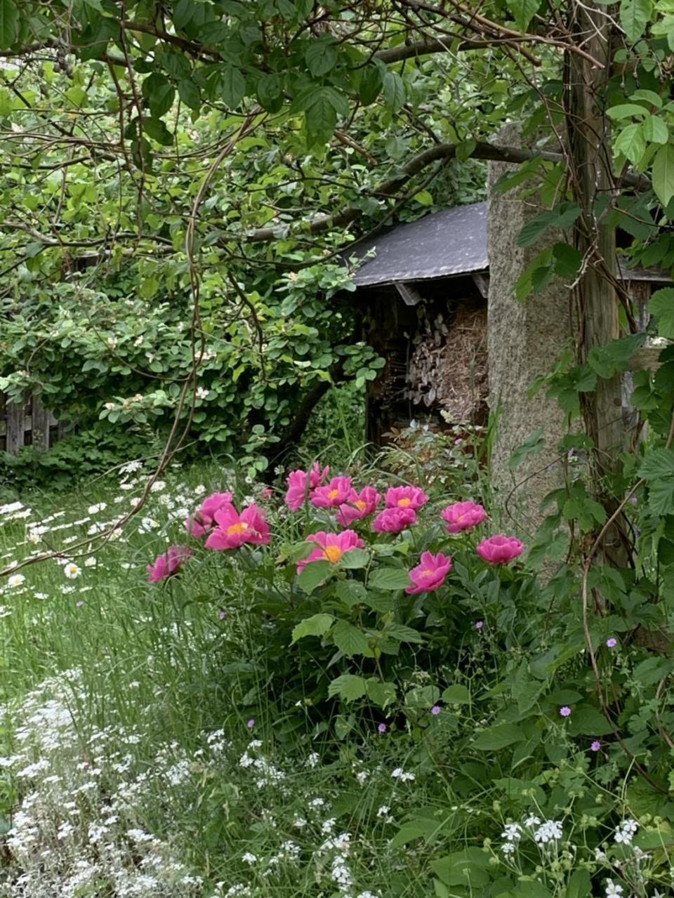 Sicht- und Lehrgarten im Sommer