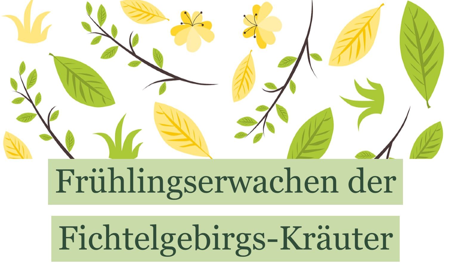 Gelbe und grüne Blätter, kleine gelbe Schmetterlinge und Zweige zieren dieses Bild. Der Text „Frühlingserwachen der Fichtelgebirgs-Kräuter“ auf grünen Kästchen unterstreicht die bezaubernde Atmosphäre einer Kräuterführung in Weißenstadt im Frühling.