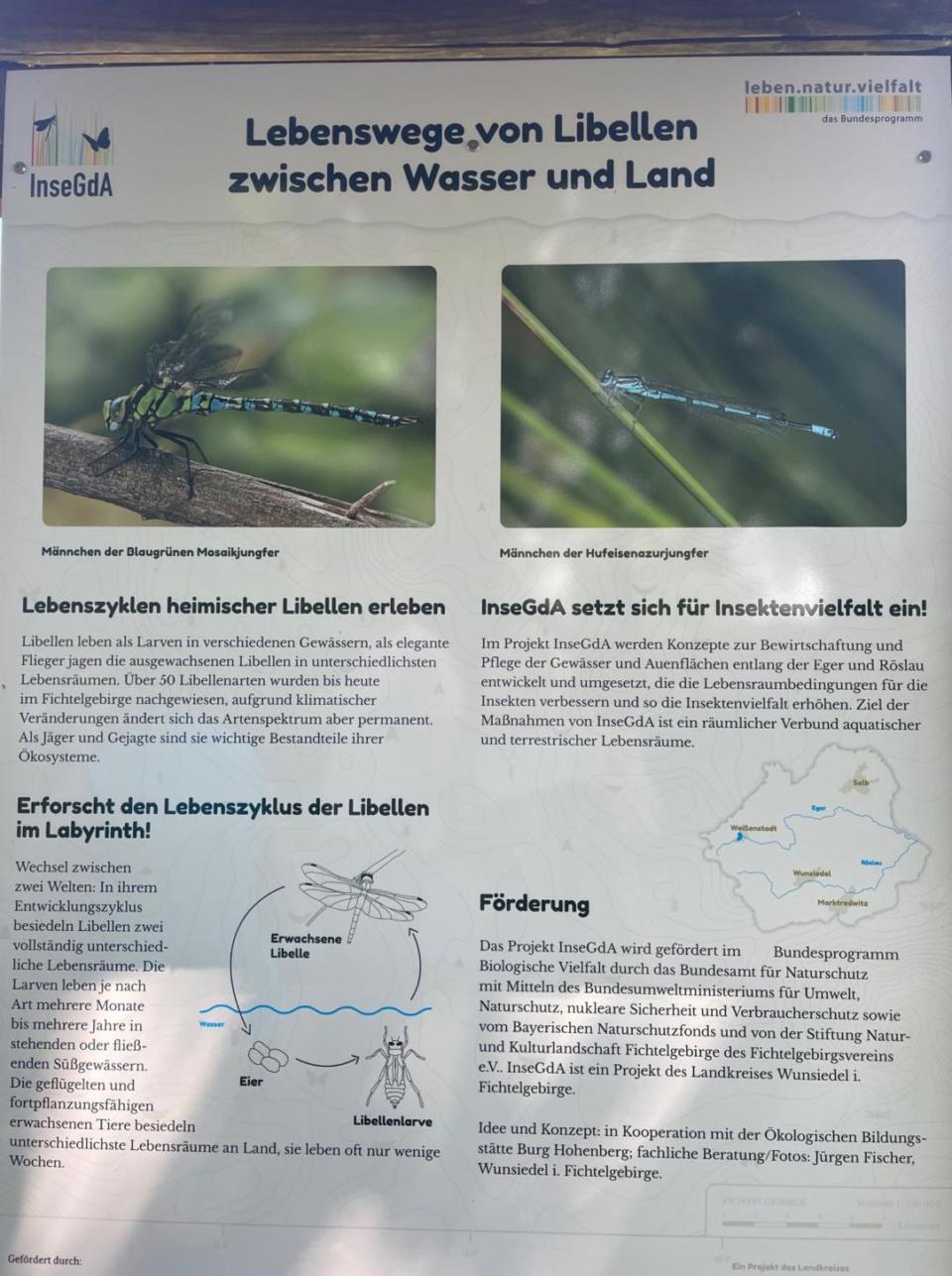 Informationstafel zum Lebensweg der Libelle am Eingang des Labyrinths